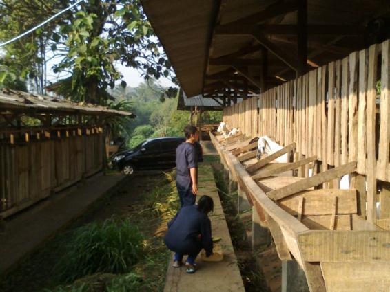 HASIL DAN PEMBAHASAN Gambaran Umum Peternakan Peternakan Bangun Karso Farm terletak di Babakan Palasari, Kec. Cijeruk, Kab. Bogor, Jawa Barat.