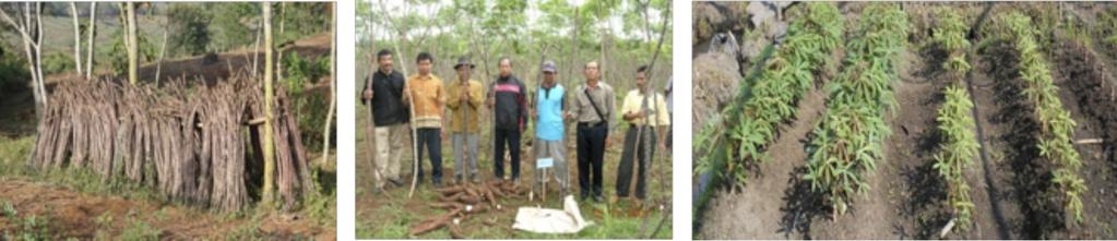 A B C 1 2 3 Gambar 10. A. Praktik petani menyimpan batang ubi kayu untuk bahan tanam; B. Pelatihan pemilihan stek di Banjarnegara; C.