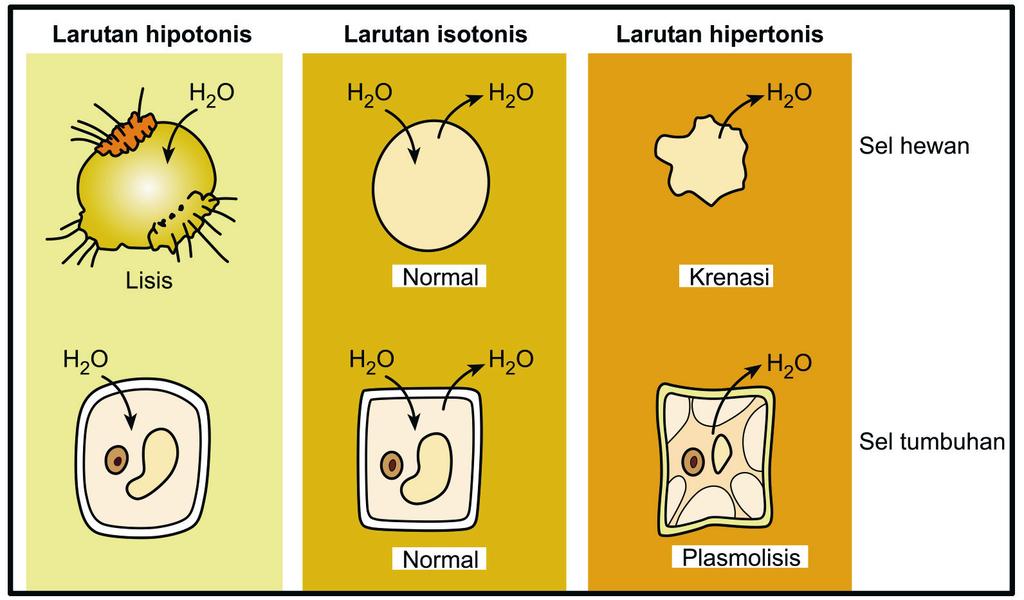 Larutan hipotonis Larutan isotonis Larutan hipertonis Sel hewan Lisis Normal Krenasi Sel tumbuhan Turgid Normal Plasmolisis Gambar 12. Peristiwa osmosis pada sel hewan dan tumbuhan 2.