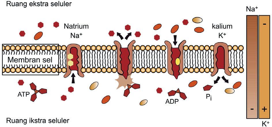 sehingga dibutuhkan sejumlah ATP dan bantuan protein integral pada membran sel. Setiap pengeluaran 3 ion Na + akan diimbangi dengan pemasukan 2 ion K +.