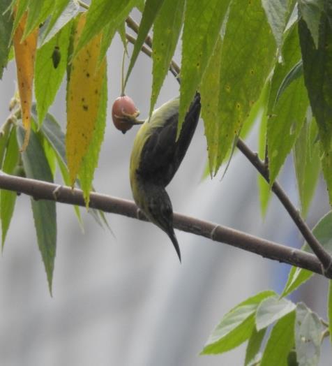 Gambar 4.4. Jenis burung madu sriganti (betina) di RTH PT. PLN Indralaya 4.2.