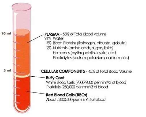 13 cairan kompleks plasma. Darah membentuk sekitar 8% dari jumlah berat total tubuh.