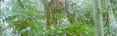 Gambar 32. Sarang orangutan sasaran Keterangan foto : a. Sarang lama di atas pohon b.