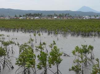 Pada pemantauan akhir 2008, terlihat bahwa tanaman mangrove telah mencapai tinggi ratarata 1 meter dan jenis cemara laut berkisar 3-4 m, sedangkan tinggi cemara yang ditanam pada saat penanaman