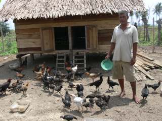 Ternak ayam anggota kelompok Ternak sapi kelompok Usaha ternak dan pertanian dikembangkan di lokasi Gampong Baroe sebelum relokasi (Gampong Baro lama).