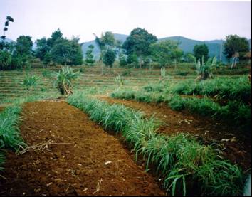 Teknik Konservasi Tanah Secara Vegetatif 21 dengan strip rumput bede (760 m 3 /ha atau 4,16% curah hujan) pada tahun yang sama.