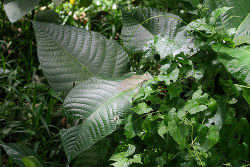 3 Akasia Acacia mangium / Leguminosae 4 Andorbaliang /