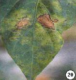 Bila bercakbercak ini menyatu menjadi klorosis yang lebih lebar pada daun (Gambar 20).