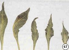 daun menonjol dan internode tangkai daun memendek (Black et al.