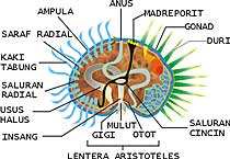 Sistem saraf terdiri dari Þ CINCIN SARAF. Organ pernafasan dan ekskresi Þ PAPULA. DIBAGI MENJADI 5 KELAS : 1 Asteroidea (bintang laut) Mempunyai lengan sebanyak 5 atau kelipatan 5.
