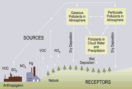 aktivitas manusia, yang terutama berasal dari sulfur dioksida (SO 2 ) dan nitrogen oksida (NO x ) berasal dari pembakaran bahan bakar fosil.