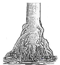 Gambar 6. Batang pohon menggarpu Sumber : Asy ari dkk.