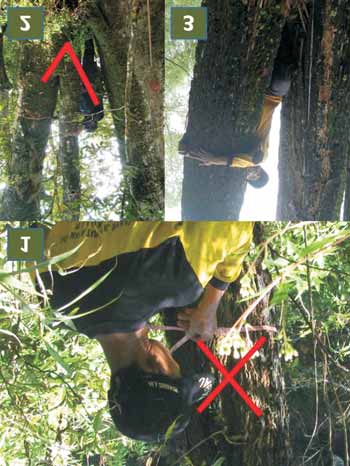 c. Ukurlah DBH. Untuk mempermudah pergunakan tongkat kayu sepanjang 1.3 m, letakkan tegak lurus permukaan tanah di