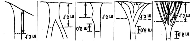 Box 3. Cara penentuan titik pengukuran DBH batang pohon bergelombang atau bercabang rendah A B C D E Gambar 4.