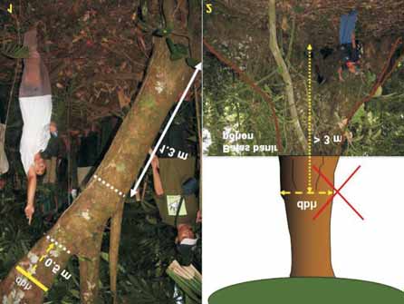 Box 4. Cara penentuan titik pengukuran DBH pohon bercabang dan pohon dengan banir tinggi Bila di lapangan dijumpai cabang pohon terletak dekat titik setinggi 1.3 m, geserlah titik pengukuran DBH 0.