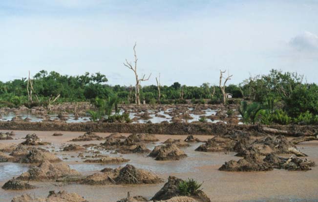Bab 5. Tambak Gambar 5.12 Pembukaan areal mangrove di Delta Mahakam untuk pembangunan tambak (Foto: I N.