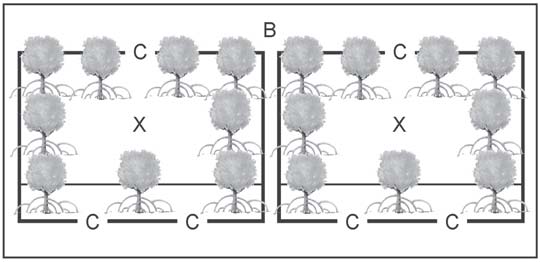 Pada model ini mangrove ditanam pada tanggul yang mengelilingi tambak (Sofiawan, 2000). Keterangan: B = tanggul/pematang tambak; C = pintu air; X = pelataran tambak Gambar 5.