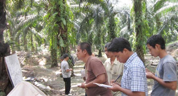 34 Sawit di Indonesia: Tata Kelola, Pengambilan Keputusan dan Implikasi bagi Pembangunan Berkelanjutan RANGKUMAN TEMUAN Pelatihan lapangan guna meningkatkan praktik-praktik pengelolaan perkebunan