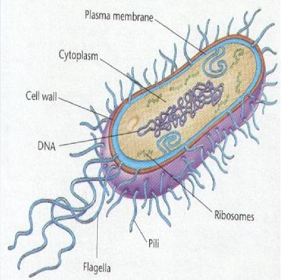 Protoplasma/cytoplasma-