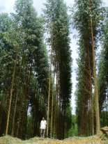 Tengkawang (Shorea macrophylla) HATI-HATI memilih jenis pohon INVASIF terutama dari Genus Acacia!!! Menentukan jenis andalan untuk kebun kayu : 1.