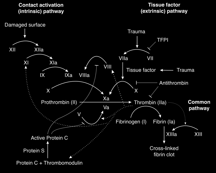 Protein C diaktifkan oleh thrombin dengan bantuan trombomodulin menjadi protein C aktif, selanjutnya protein C aktif dengan bantuan protein S akan menginaktifkan F Va dan F VIIIa.