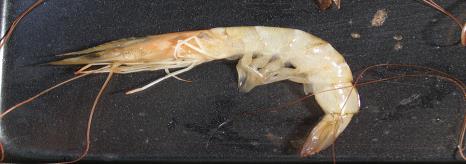 PEDAHULUA Udang sebagaimana ditunjukkan pada Gambar 1 termasuk ke dalam anggota filum Arthropoda dan termasuk kelas Crustacea.