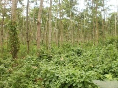tanaman tersebut umumnya dilakukan sistem agroforestri. Disamping hutan tanaman yang dikelola oleh Perum Perhutani juga terdapat hutan rakyat. Luas hutan rakyat tahun 2004-2011 mencapai 1.453.