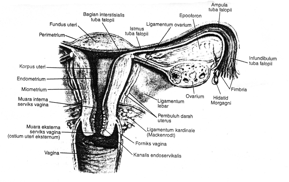 dipotong (episiotomi) untuk memperbesar jalan lahir dan mencegah ruptur. 2. Genetalia Interna Uterus adalah suatu organ muskular berbentuk seperti buah pir, dilapisi peritoneum (serosa).