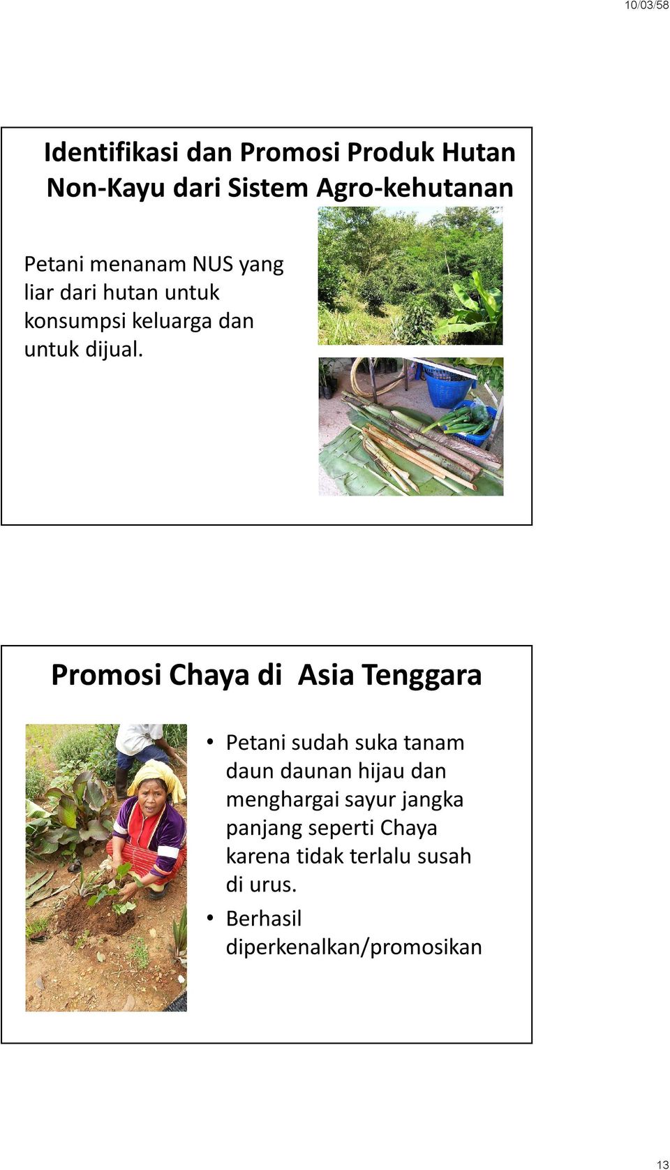 Promosi Chaya di Asia Tenggara Petani sudah suka tanam daun daunan hijau dan menghargai
