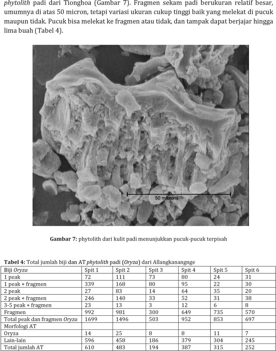 Gambar 7: phytolith dari kulit padi menunjukkan pucuk- pucuk terpisah Tabel 4: Total jumlah biji dan AT phytolith padi (Oryza) dari Allangkanangnge Biji Oryza Spit 1 Spit 2 Spit 3 Spit 4 Spit 5 Spit