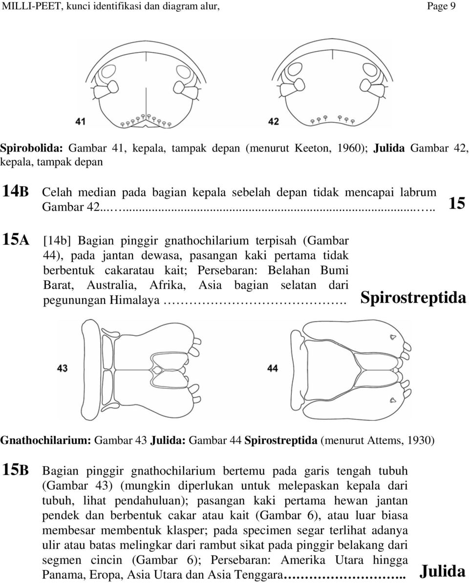 ....... 15 15A [14b] Bagian pinggir gnathochilarium terpisah (Gambar 44), pada jantan dewasa, pasangan kaki pertama tidak berbentuk cakaratau kait; Persebaran: Belahan Bumi Barat, Australia, Afrika,