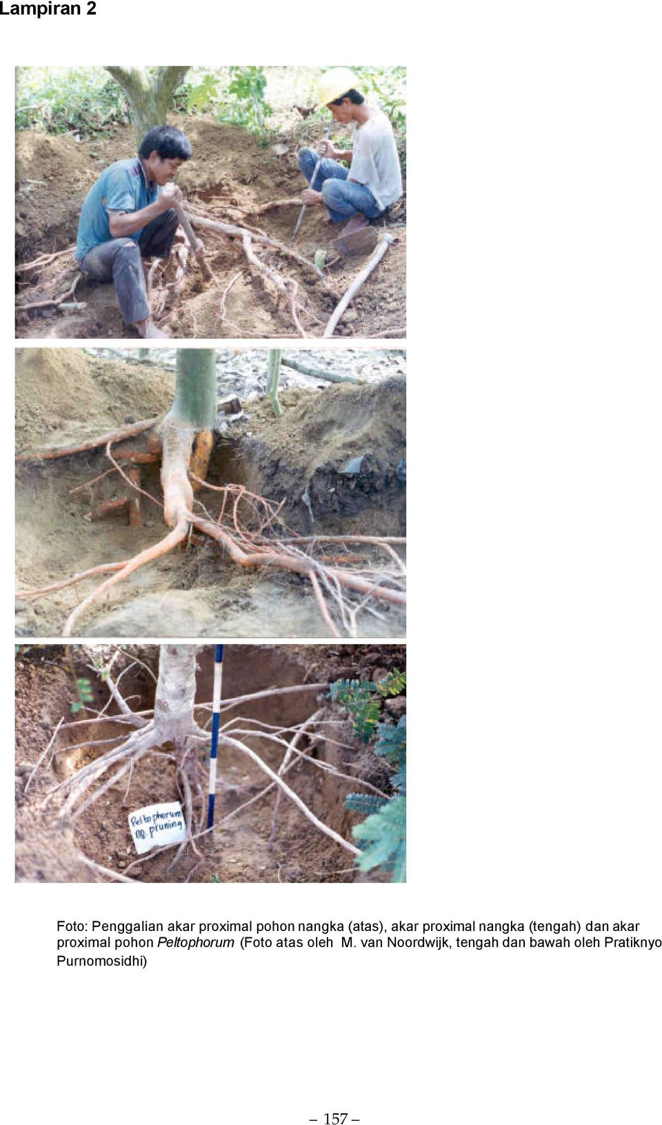 akar proximal pohon Peltophorum (Foto atas oleh M.