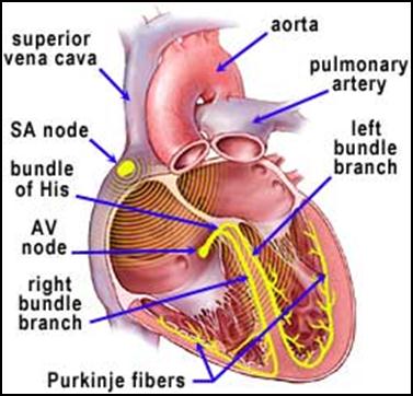 Didalam otot jantung terdapat jaringan khusus yang menghantarkan aliran listrik. Jaringan tersebut mempunyai sifat-sifat yang khusus, yaitu sebagai berikut : 1.