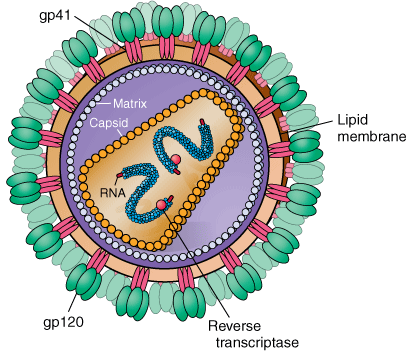 21 Gambar 5. Struktur dari virus HIV. Dikutip dari kepustakaan 7 2.11.2 Patogenesis infeksi HIV Pada awalnya, protein gp120 akan berikatan dengan reseptor pada permukaan sel penjamu yakni molekul CD4.