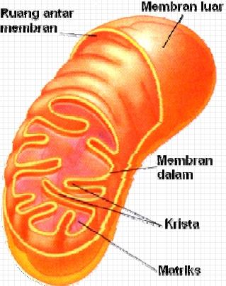 MITOKONDRIA Untuk Respirasi sel Terdiri dari dua lapis membran, mbr luar & mbr dalam, berbentuk oval. Mbr dalam mbtk perlekukan ke arah dalam disebut kristae.