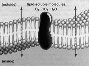 Dalam sel terdapat mitokondria yang sering disebut "the power house". Dalam butir-butir kecil ini terjadi : A. pembentukan protein B. pembentukan lemak C. oksidasi zat makanan D.
