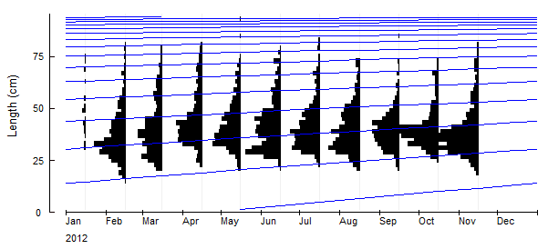 HASIL Panjang rata-rata tertangkap (Lc) dan panjang rata-rata matang gonad (Lm) Pengukuran rata-rata panjang kakap merah (Lutjanus malabaricus) tertangkap pada tingkat kemungkinan 50 % (Lc) yang