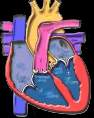 Secara global PTM penyebab kematian nomor satu setiap tahunnya adalah penyakit kardiovaskuler.