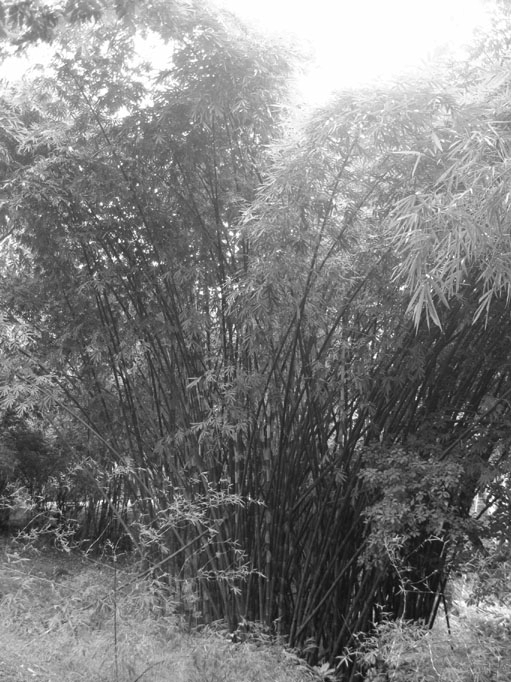 bahan dasar furniture. Bambu hitam juga merupakan salah satu tanaman asli di dataran rendah Pulau Jawa. Di Kebun Raya, jenis ini bisa dijumapi di vak XII.J.I (Gambar 2).