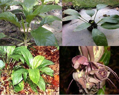 KELADI MURAI (BELIMBING TANAH) Pelemah urat merupakan tumbuhan jenis herba yang tumbuh tegak, mempunyai ubi dalam tanah, batangnya pendek dan lembut.
