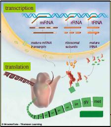 Transkripsi (DNA RNA) berlangsung di nukleus