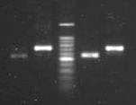 Purifikasi hasil PCR DNA hasil PCR dipurifikasi menggunakan Axygen PCR Purification Kit.