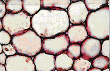 berkembang dari meristem dasar. Pada saat dewasa Dinding sel umumnya tipis, tidak berpenebalan sel-sel parenkim tetap hidup.