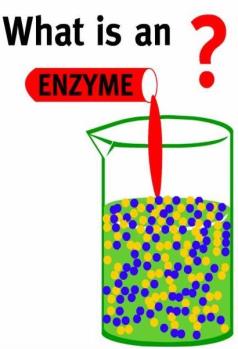 Enzim dan koenzim Macam-macam enzim Cara kerja enzim Sifat kinetik enzim Faktor-faktor yang mempengaruhi katalisis enzim Regulasi dan aktivitas enzim Enzim dan koenzim - 2 Substansi yang terdapat