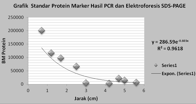 Tabel 3. Jarak Band dan Berat Molekul Protein Marker Elektroforesis SDSPAGE darah manusia Jenis Protein Jarak (cm) Band BM Protein (kd) Myosin 0,7 200.000 βgalaktosidase 1,2 116.