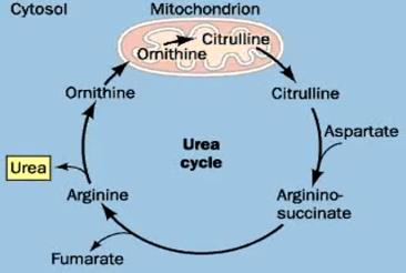 Deaminasi oksidatif: Gugus amine dari asam glutamat akan: Dilepaskan sebagai ammonium. Digabungkan dengan karbon dioksida di dalam liver. Di ekskresi sebagai urea oleh ginjal.