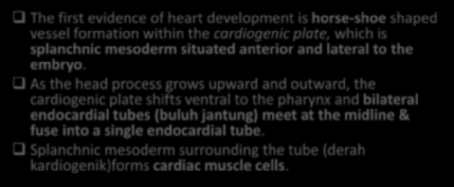 Formation of a Tubular Heart: The first evidence of heart development is horse-shoe shaped vessel formation within the cardiogenic plate, which is splanchnic mesoderm situated anterior and lateral to