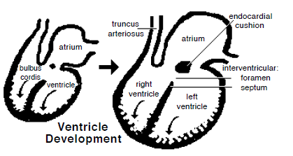 3. Ventrikel dexter dan sinister masih terhubung, perkembangan bagian ventral ventrikel membentuk septum yang