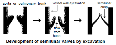 4. Dinding ventrikel berkembang membentuk septum interventrikularis, chorda tendinae, muskulus papilaris, dan dinding bagian dalam yang