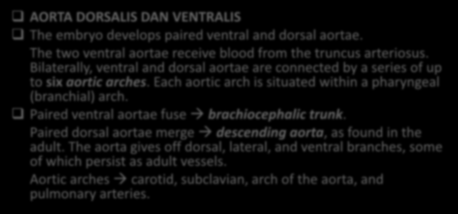 PERKEMBANGAN ARTERI AORTA DORSALIS DAN VENTRALIS The embryo develops paired ventral and dorsal aortae. The two ventral aortae receive blood from the truncus arteriosus.